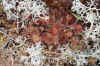FlowContry4.jpg (297744 byte)