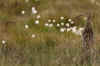 FlowContry5.jpg (204546 byte)