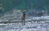 SikhoteAlin8.jpg (274740 byte)