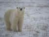 Orso.jpg (282286 byte)