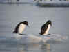 Pinguini.jpg (154879 byte)