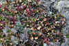 Vrangel6.jpg (810815 byte)