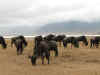 Ngorongoro11.jpg (466715 byte)