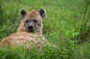 Ngorongoro12.jpg (286530 byte)