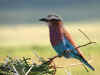 Ngorongoro7.jpg (925781 byte)