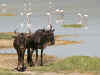 Ngorongoro8.jpg (1010806 byte)