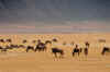 Ngorongoro9.jpg (201597 byte)