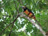 Fauna.jpg (152292 byte)