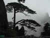 Huangshan15.jpg (99300 byte)