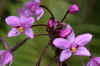 TeHenuaEnata11.JPG (222199 byte)